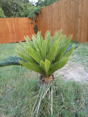 [A small palm variant with dark green fronds sticking upward from the base. The plant is about three foot tall and the dark fronds are only on the back side and only visible on either side where the long fronds stick out at the sides. The new growth in the center is upright and the leaves are mostly unfurled.]